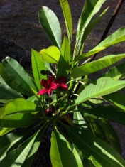 2011-08-06-6607 Conifer Cove-24.jpg